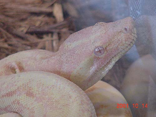 Albino Boa