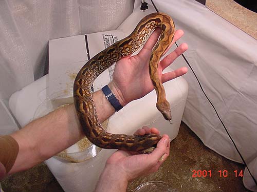 Madagascar Ground Boa
