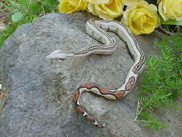 Striped Boa