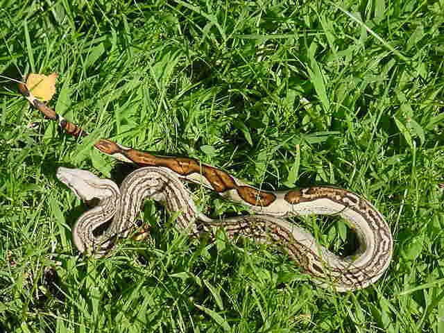 Striped Boa