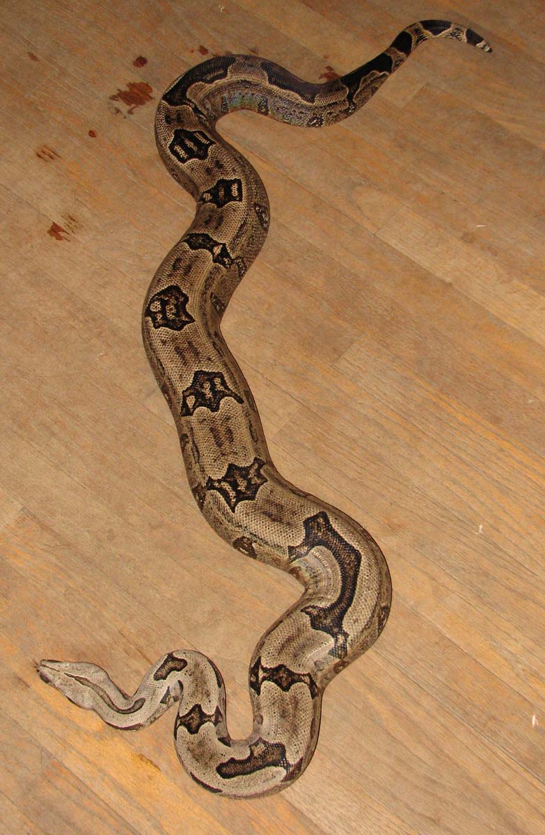 Size of a Boa  Stöckl - Die Nr.1 Boa constrictor Seite im Internet