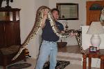 Photo by Daniel of his Male BCC boa that is 8 years old and 9 feet 4 inches long.